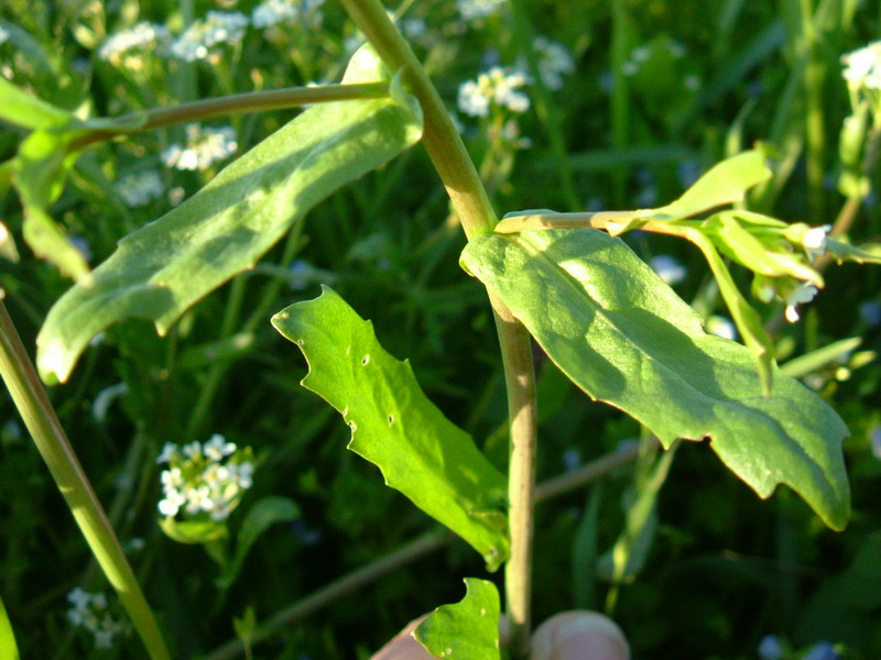 Calepina irregularis / Miagro rostellato